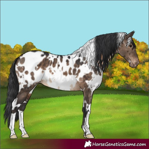 Horse Color:White Spotted Brown Dun Appaloosa Brindle