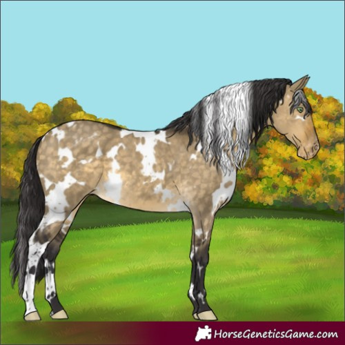 Horse Color:White Spotted Buckskin Dun Appaloosa 