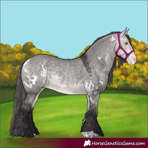 Horse Color:Platinum White Spotted Buckskin Dun Appaloosa Rabicano 
