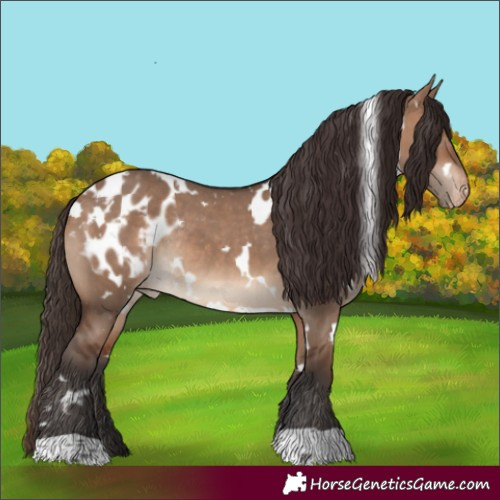Horse Color:White Spotted Brown Dun Appaloosa Rabicano 