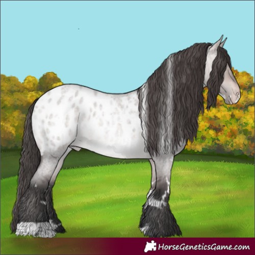 Horse Color:Platinum White Spotted Bay Roan Dun Appaloosa 