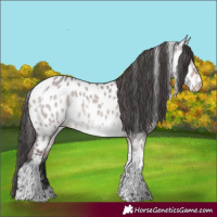 Horse Color:Platinum White Spotted Bay Dun Tobiano Near Leopard Rabicano