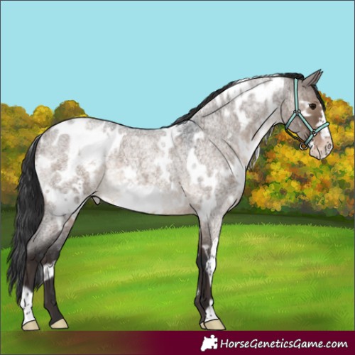 Horse Color:White Spotted Brown Roan Dun Frame Appaloosa Rabicano