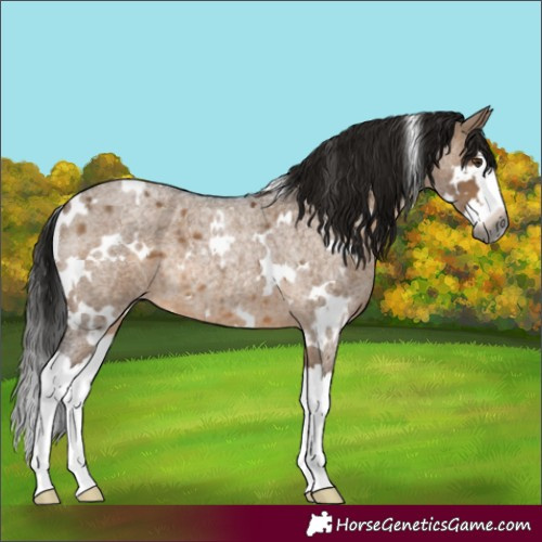 Horse Color:Gray White Spotted Brown Roan Dun Splash 