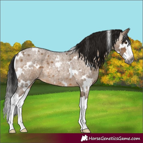 Horse Color:Gray White Spotted Brown Roan Dun Splash