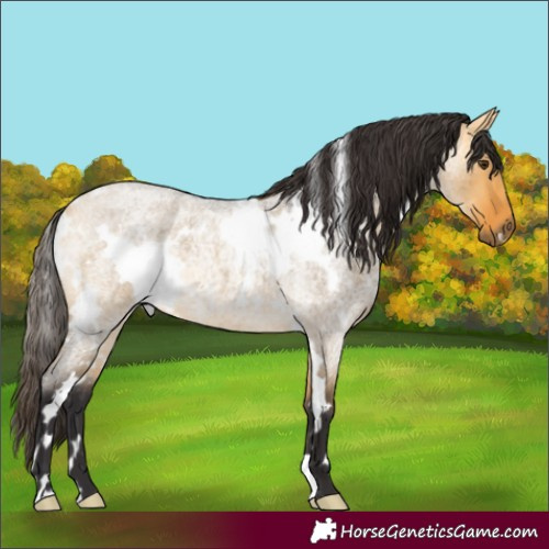 Horse Color:White Spotted Buckskin Roan Dun 