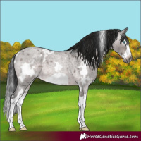 Horse Color:Gray Platinum White Spotted Brown Roan Dun Splash Frame 
