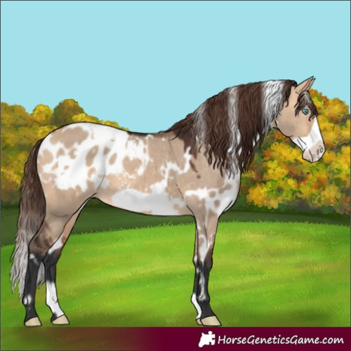 Horse Color:White Spotted Bay Dun Frame Appaloosa 