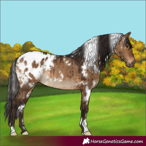 Horse Color:Gray White Spotted Bay Dun Appaloosa Rabicano Brindle