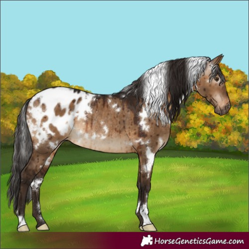 Horse Color:Gray White Spotted Bay Dun Appaloosa Rabicano Brindle 