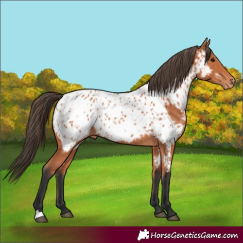 Horse Color:Bay Appaloosa