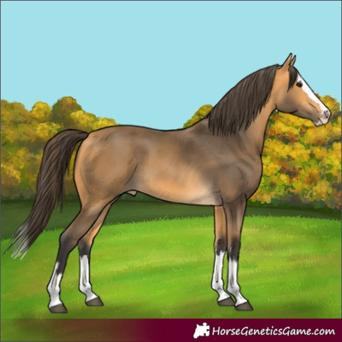 Horse Color:Buckskin Splash