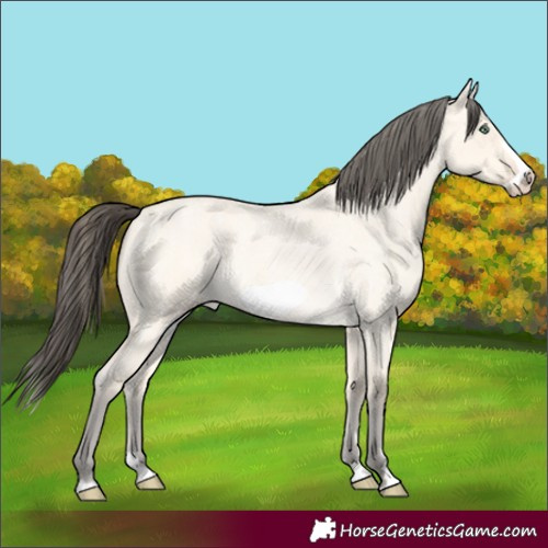 Horse Color:Amber Cream Champagne Roan Dun Splash Frame