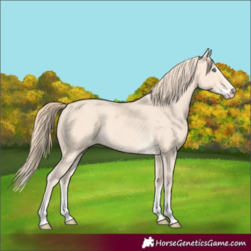 Horse Color:Perlino Splash