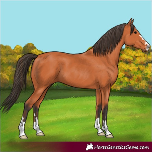 Horse Color:Bay 