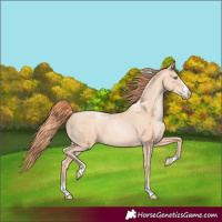Horse Color:Amber Champagne Pearl Rabicano 