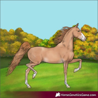 Horse Color:Gold Champagne