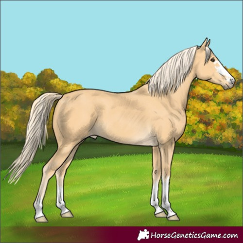 Horse Color:Palomino