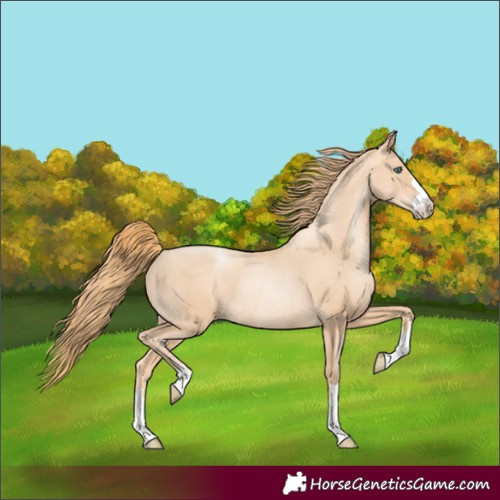 Horse Color:Gold Champagne Pearl Rabicano 