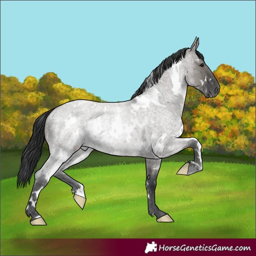 Horse Color:White Spotted Grullo Roan 