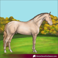 Horse Color:Gold Champagne Pearl Rabicano and Gold Champagne Pearl Rabicano