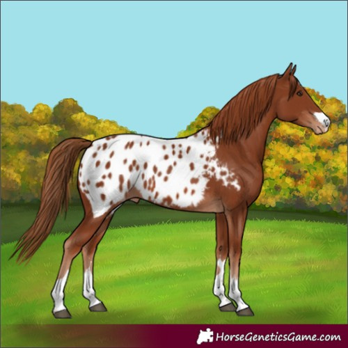 Horse Color:Chestnut Appaloosa 