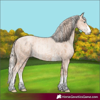 Horse Color:Gold Champagne Pearl Rabicano  and Gold Cream Champagne Pearl Rabicano 