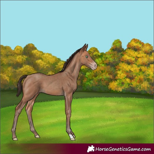 Horse Color:Amber Champagne