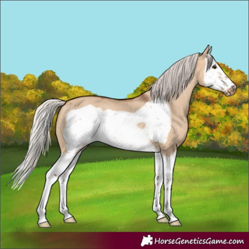 Horse Color:Silver Bay Dun Splash Frame Rabicano 
