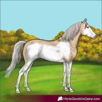 Horse Color:Silver Bay Dun Splash Frame Rabicano 