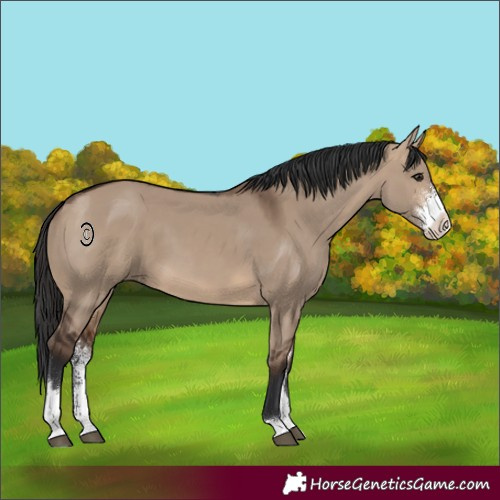 Horse Color:Brown Dun Sabino