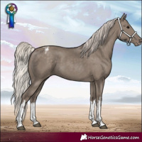 Horse Color:White Spotted Silver Grullo Appaloosa