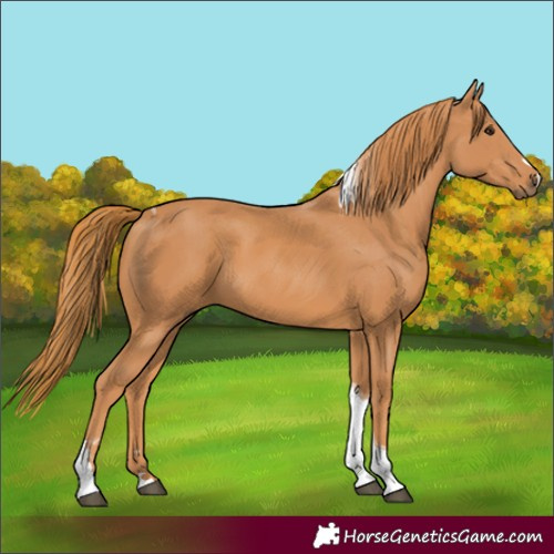 Horse Color:Chestnut Tobiano