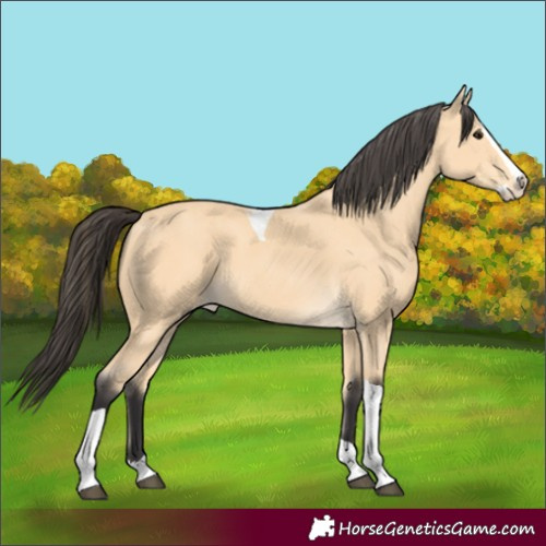 Horse Color:Buckskin Splash Tobiano 
