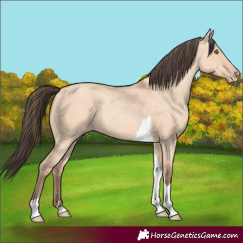 Horse Color:Amber Champagne Dun Tobiano