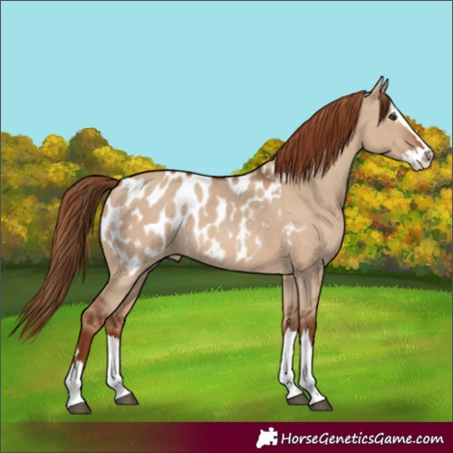 Horse Color:Red Dun Splash Appaloosa 