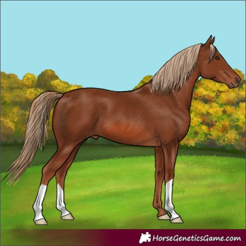 Horse Color:Chestnut 
