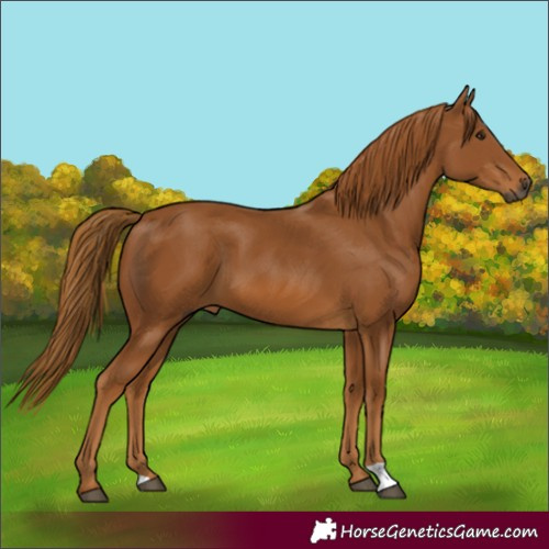 Horse Color:Gray Chestnut 