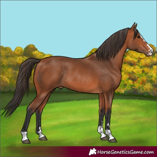 Horse Color:Bay Rabicano