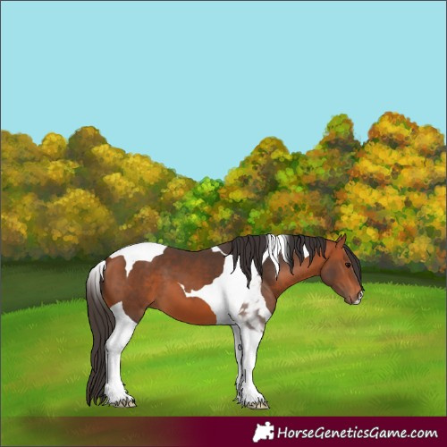 Horse Color:Bay Tobiano 