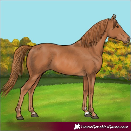 Horse Color:Chestnut 