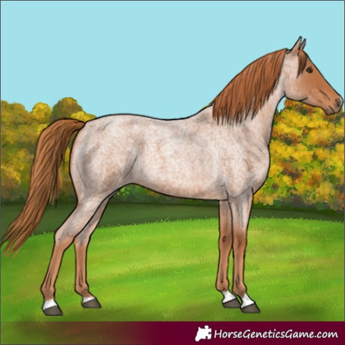 Horse Color:Red Roan