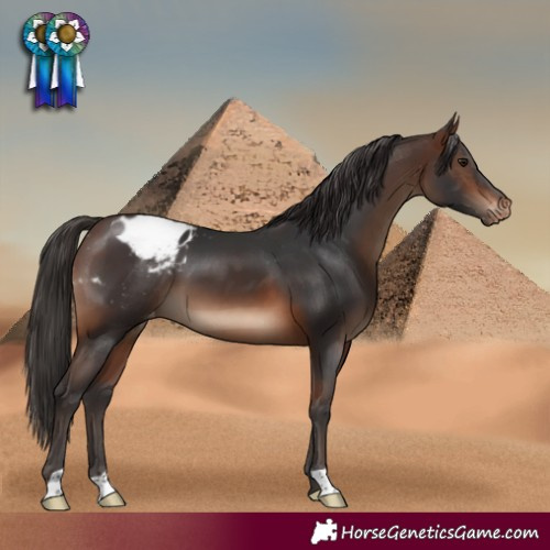 Horse Color:Brown Appaloosa