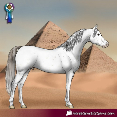 Horse Color:Buckskin Sabino Appaloosa