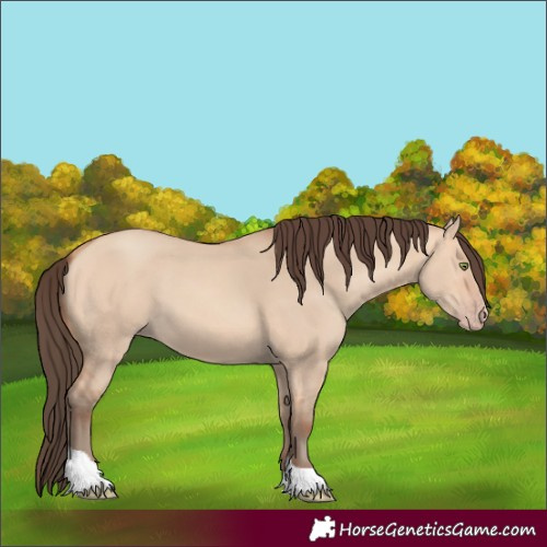 Horse Color:Amber Champagne Dun Tobiano 