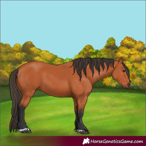 Horse Color:Unknown 