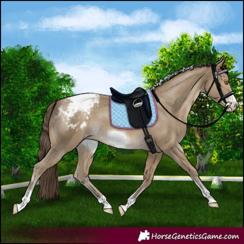 Horse Color:Classic Cream Champagne Sabino Tobiano Frame Appaloosa Rabicano
