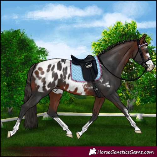 Horse Color:Bay Appaloosa 