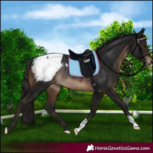 Horse Color:Gray Brown Appaloosa Rabicano 