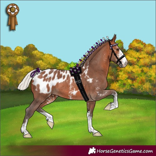 Horse Color:Silver Brown Sabino Appaloosa 
